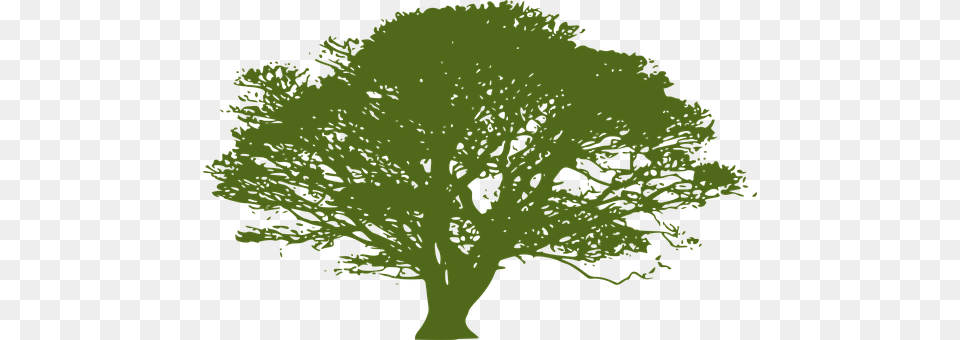 Tree Oak, Plant, Sycamore, Person Free Png