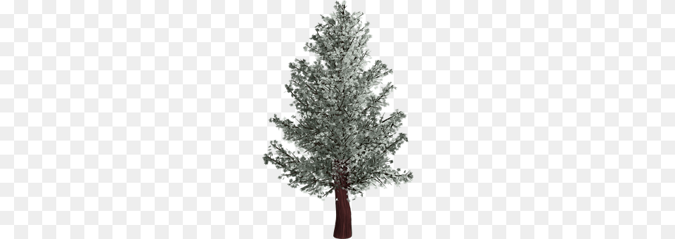 Tree Pine, Plant, Conifer, Fir Png Image