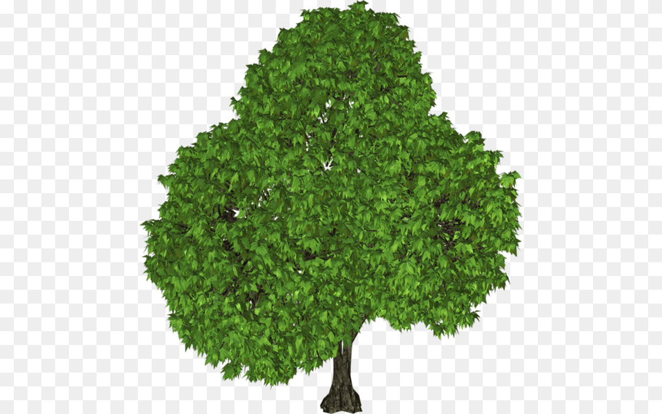 Tree, Oak, Plant, Sycamore, Green Png