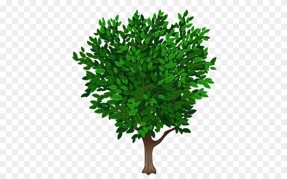Tree, Conifer, Vegetation, Plant, Green Png