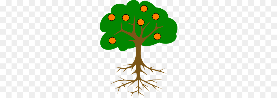 Tree Plant, Root, Pattern, Animal Png
