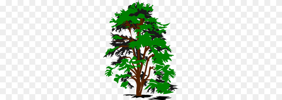 Tree Conifer, Green, Plant, Art Free Png