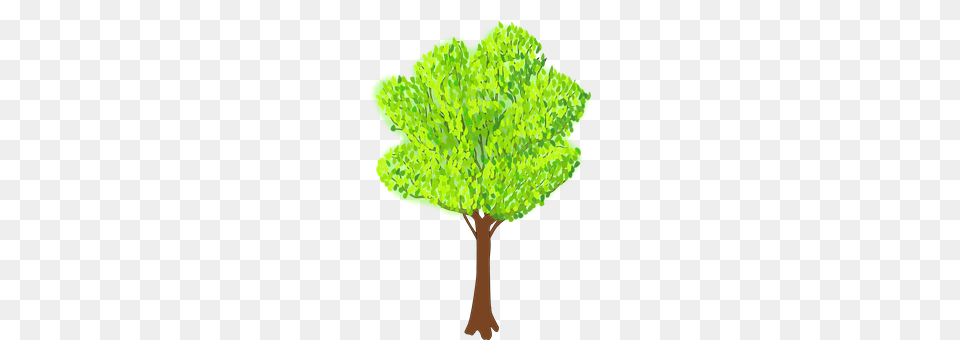 Tree Green, Leaf, Plant, Vegetation Png