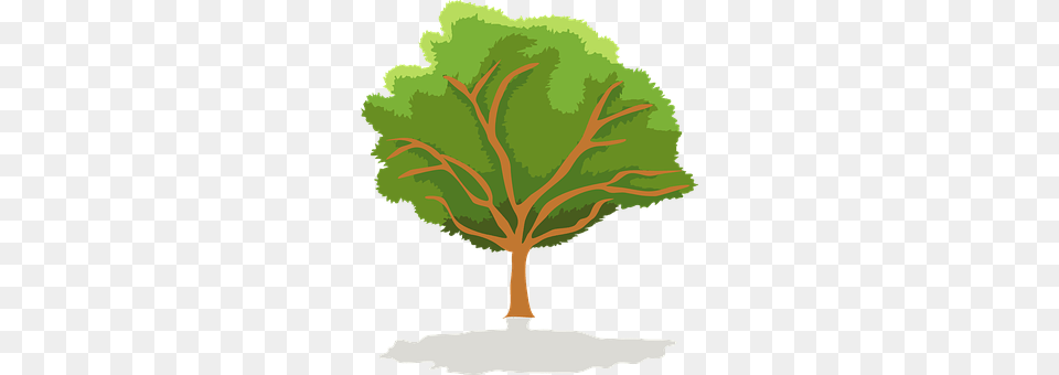 Tree Oak, Plant, Sycamore, Person Png Image