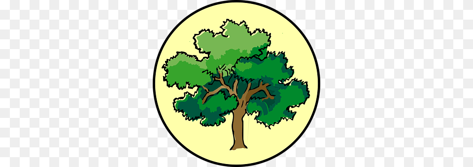 Tree Sycamore, Plant, Oak, Vegetation Free Transparent Png