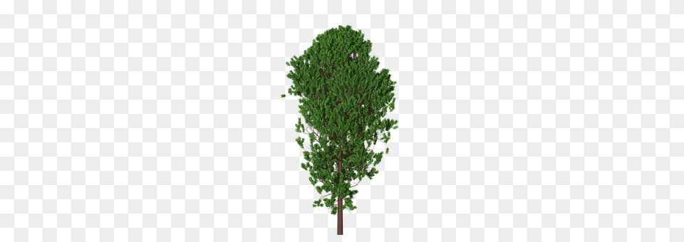 Tree Conifer, Pine, Plant, Vegetation Free Png