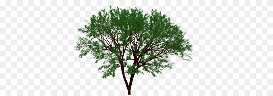 Tree Oak, Plant, Sycamore, Vegetation Free Png Download
