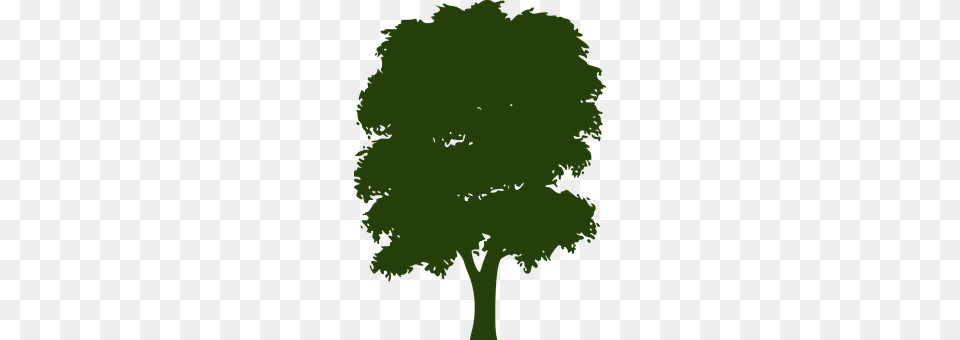 Tree Oak, Plant, Sycamore, Art Png Image