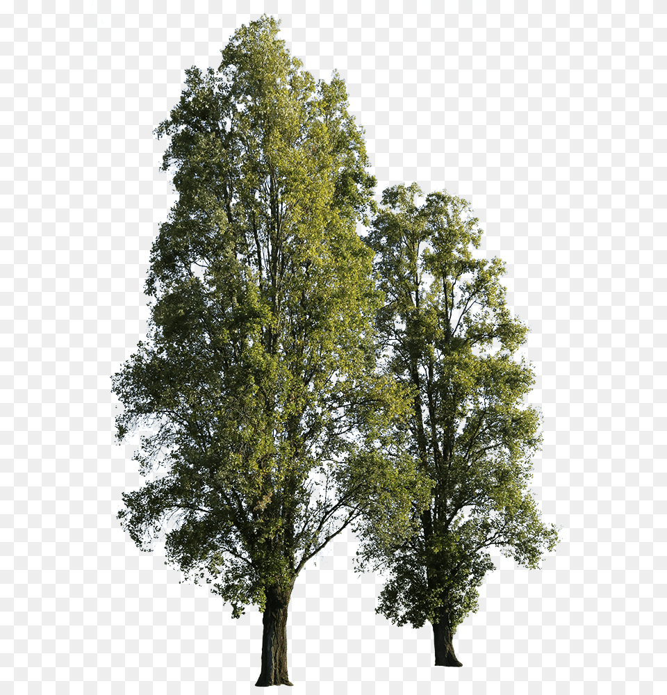 Tree, Oak, Plant, Sycamore, Tree Trunk Png