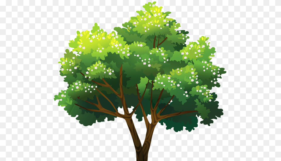 Tree, Green, Oak, Plant, Sycamore Free Transparent Png