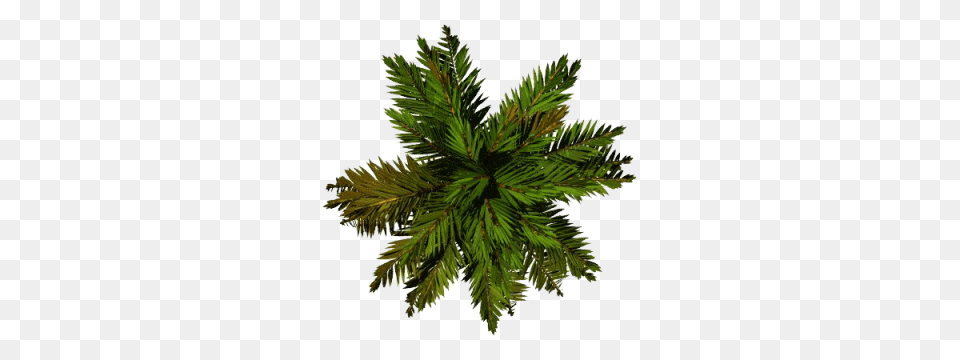 Tree, Conifer, Fir, Leaf, Pine Png Image