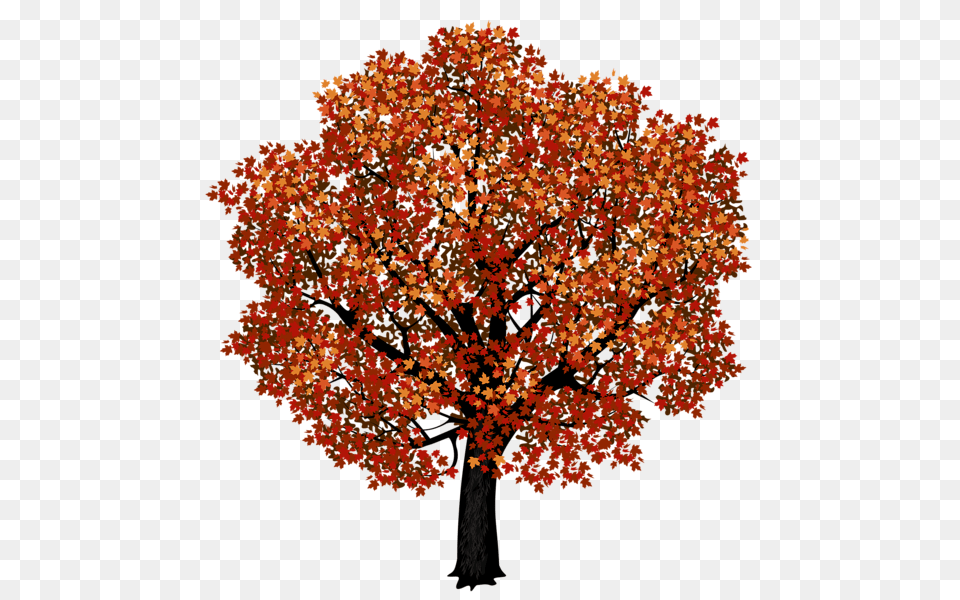 Tree, Leaf, Maple, Plant Png