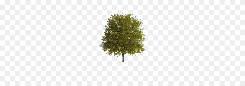 Tree Maple, Oak, Plant, Sycamore Png Image