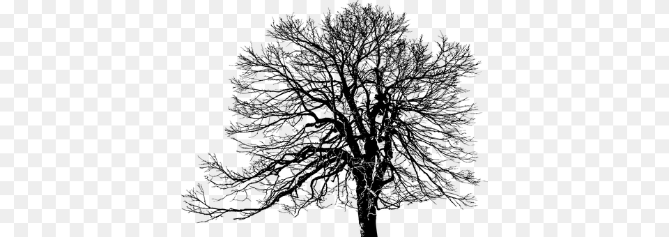 Tree Gray Free Png