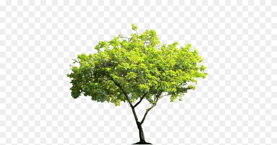 Tree, Leaf, Maple, Oak, Plant Png