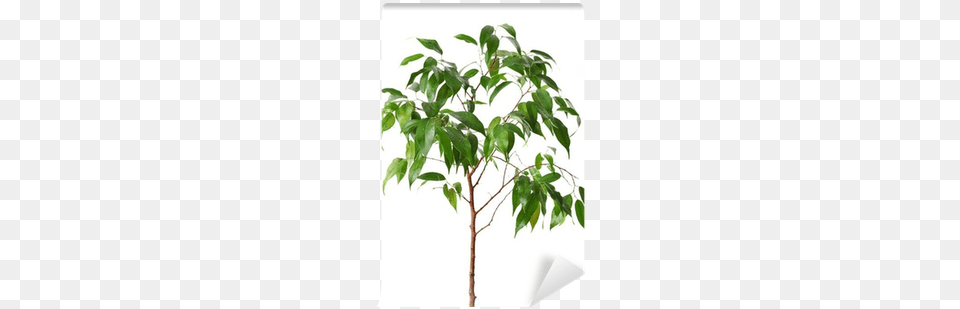 Tree, Leaf, Plant, Potted Plant Png Image