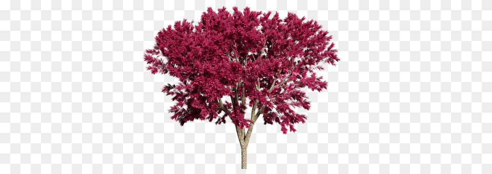 Tree Maple, Plant, Flower Png