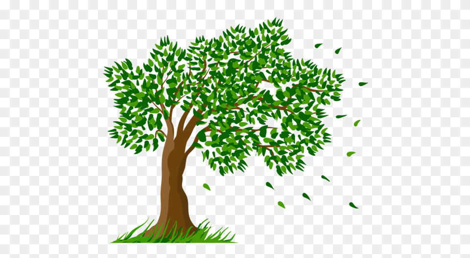 Tree, Vegetation, Green, Sycamore, Plant Free Png Download