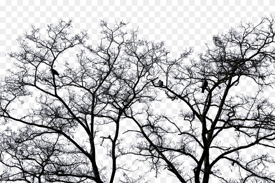 Tree Nature, Pattern, Outdoors, Night Png