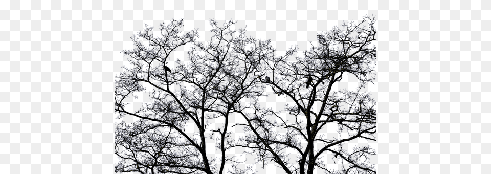 Tree Nature, Night, Outdoors, Pattern Free Png