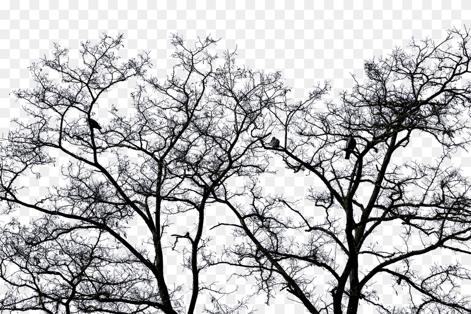 Tree Outdoors, Night, Nature, Weather Png Image