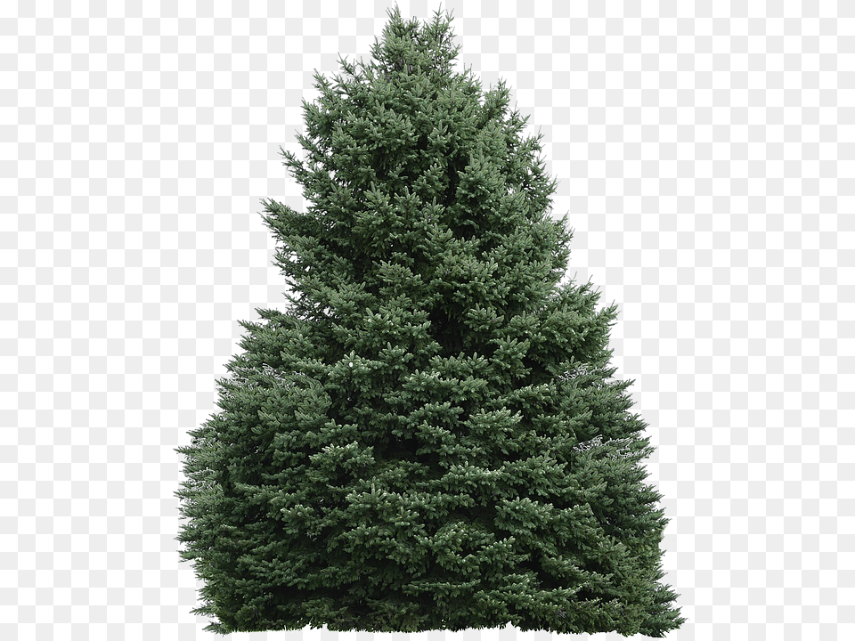 Tree, Fir, Plant, Conifer, Pine Free Png Download
