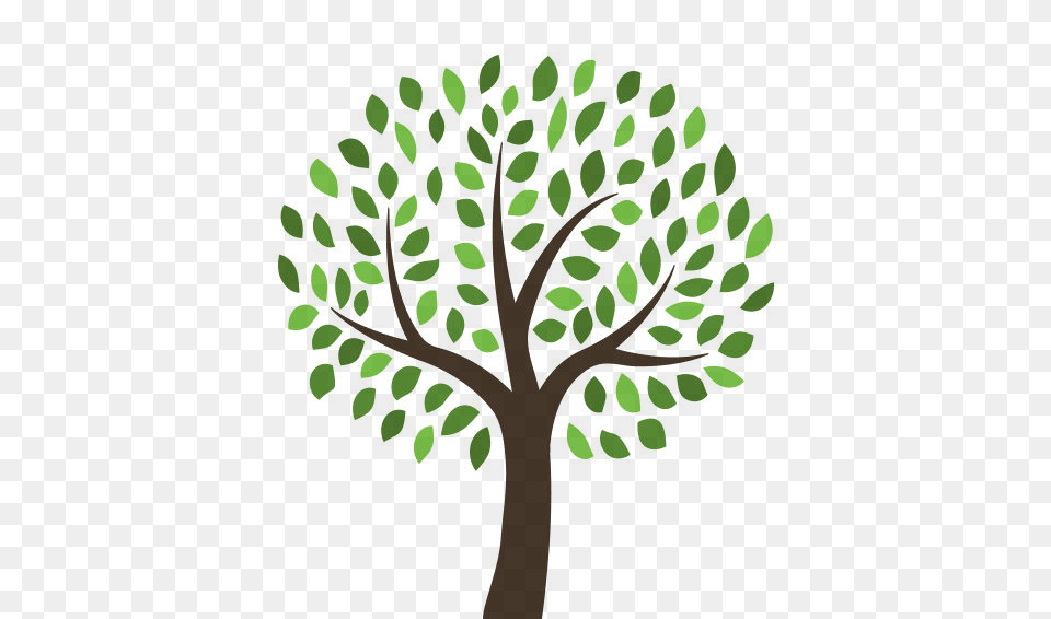 Tree, Leaf, Oak, Plant, Sycamore Png
