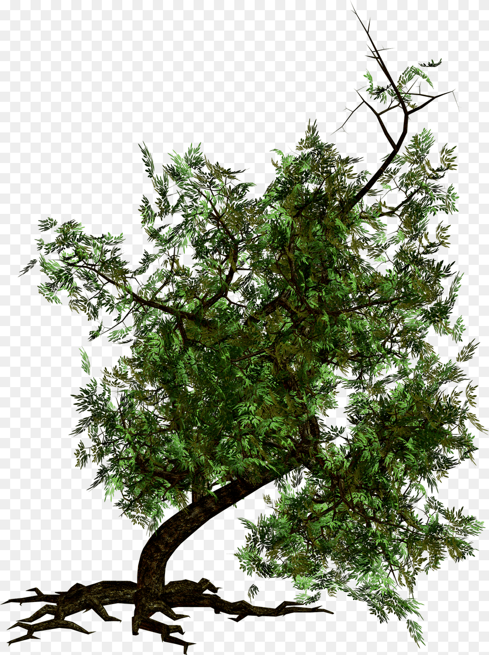 Tree Free Png Download
