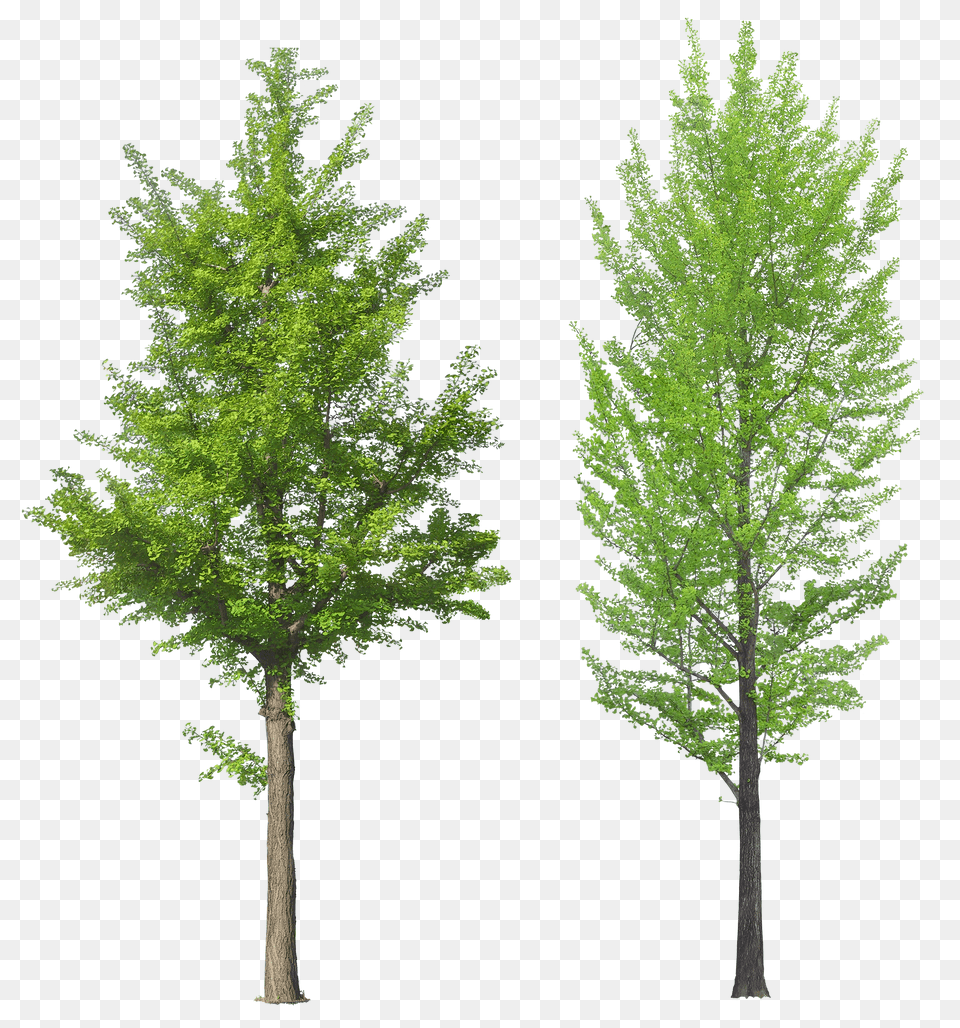 Tree Png Image