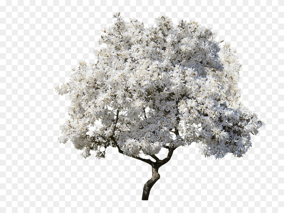 Tree Flower, Plant Png
