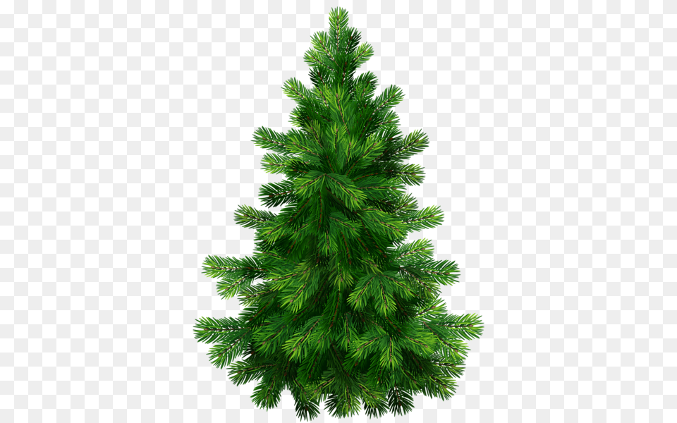 Tree, Fir, Pine, Plant, Conifer Free Transparent Png