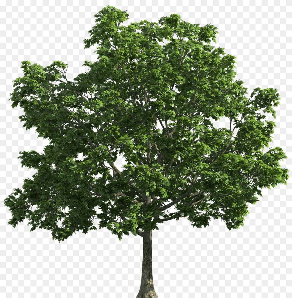 Tree, Smile, Face, Happy, Head Free Png