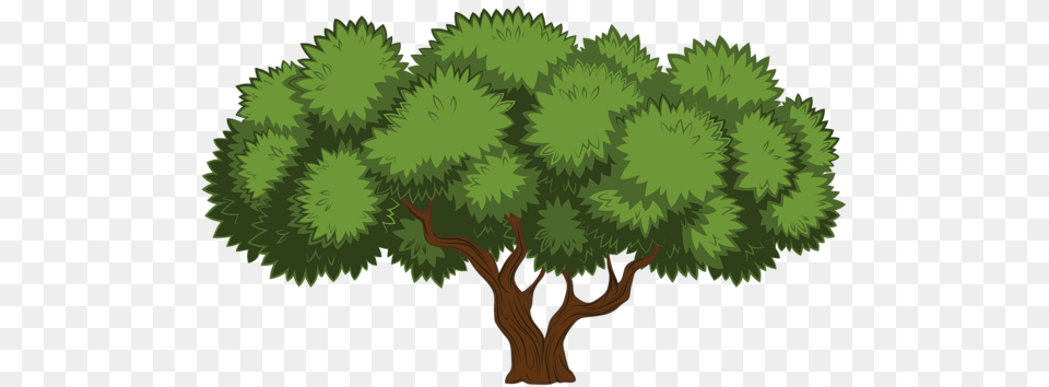 Tree, Conifer, Vegetation, Plant, Woodland Png