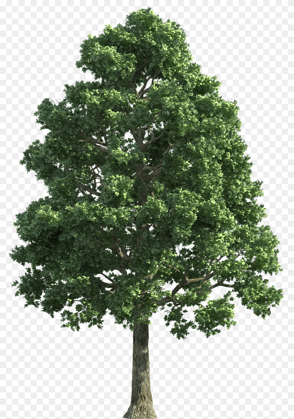 Tree Free Png Download