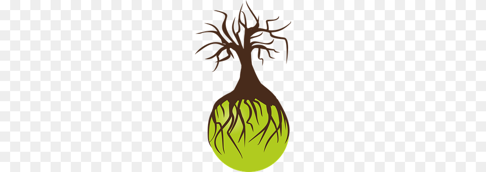 Tree Plant, Root, Person, Food Free Png Download