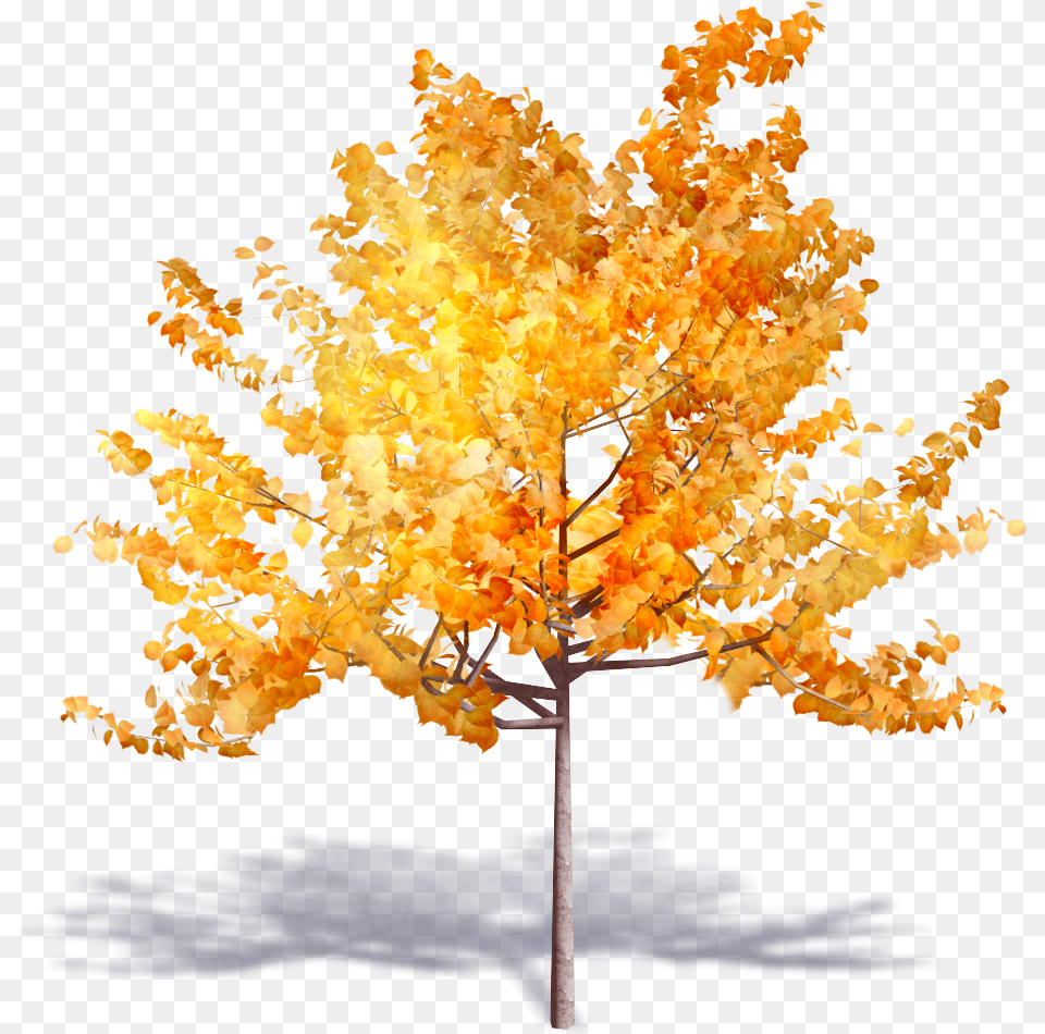Tree, Leaf, Maple, Plant Free Png