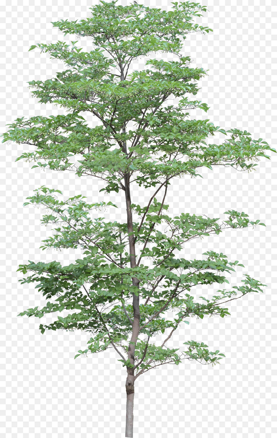Tree, Plant, Potted Plant, Tree Trunk, Leaf Png