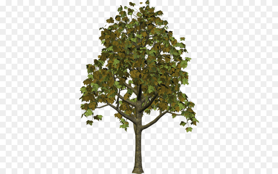 Tree, Oak, Plant, Sycamore, Tree Trunk Free Png Download