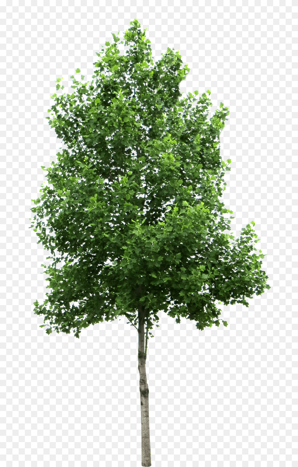 Tree, Maple, Oak, Plant, Sycamore Png
