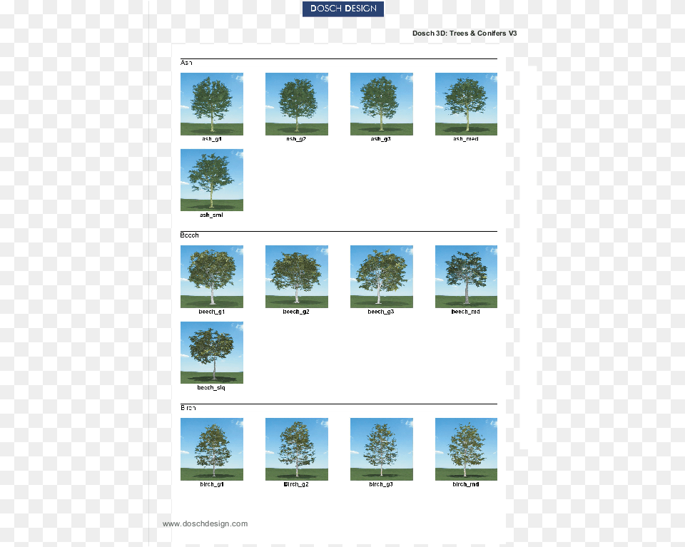 Tree, Plant, Oak, Vegetation, Sycamore Png