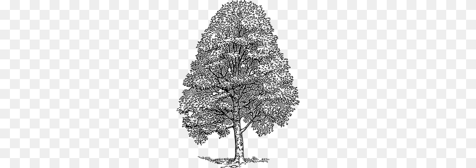 Tree Gray Free Png