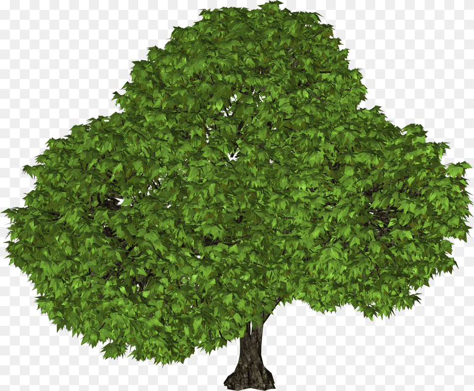 Tree, Oak, Plant, Sycamore, Green Free Png Download