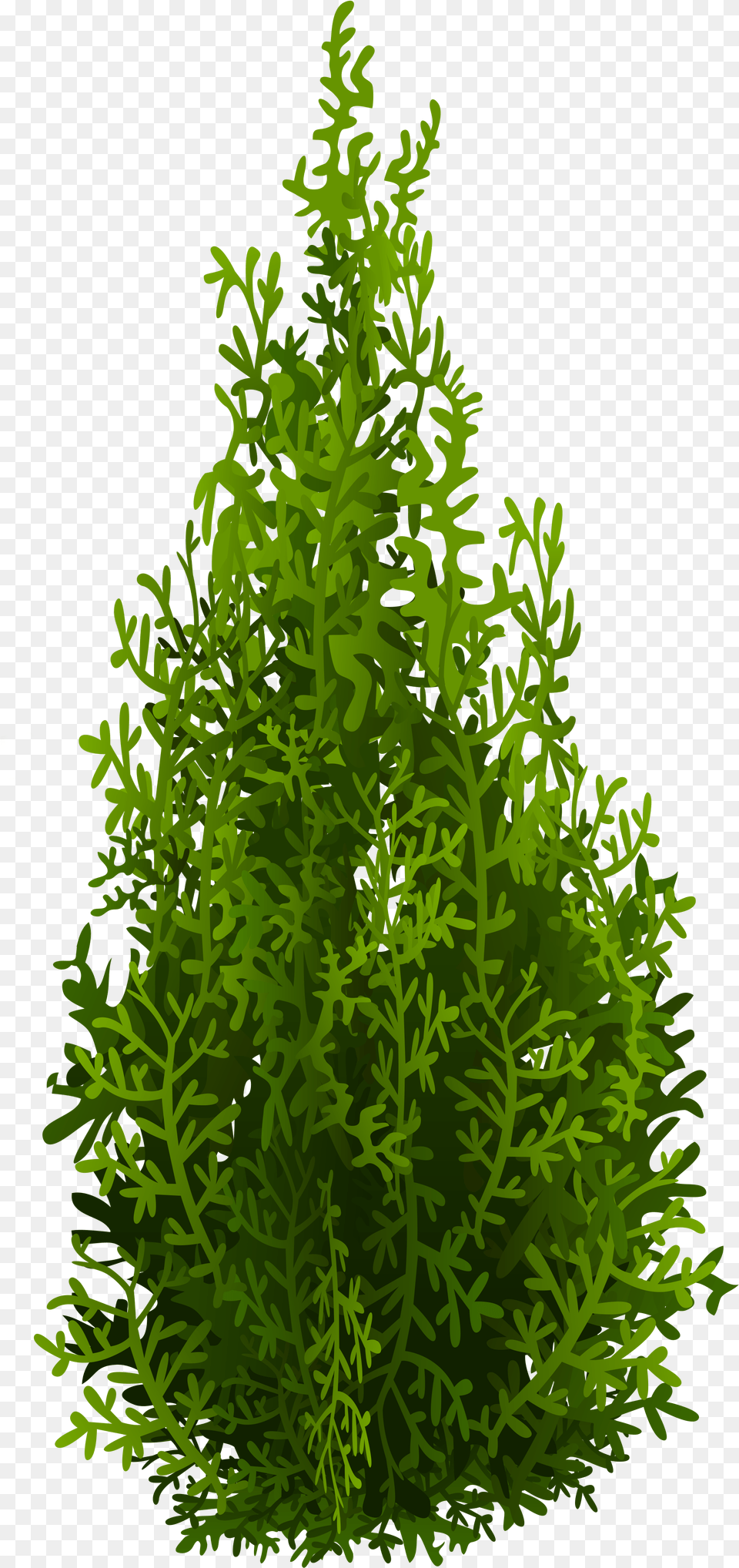 Tree, Green, Plant, Conifer, Moss Png