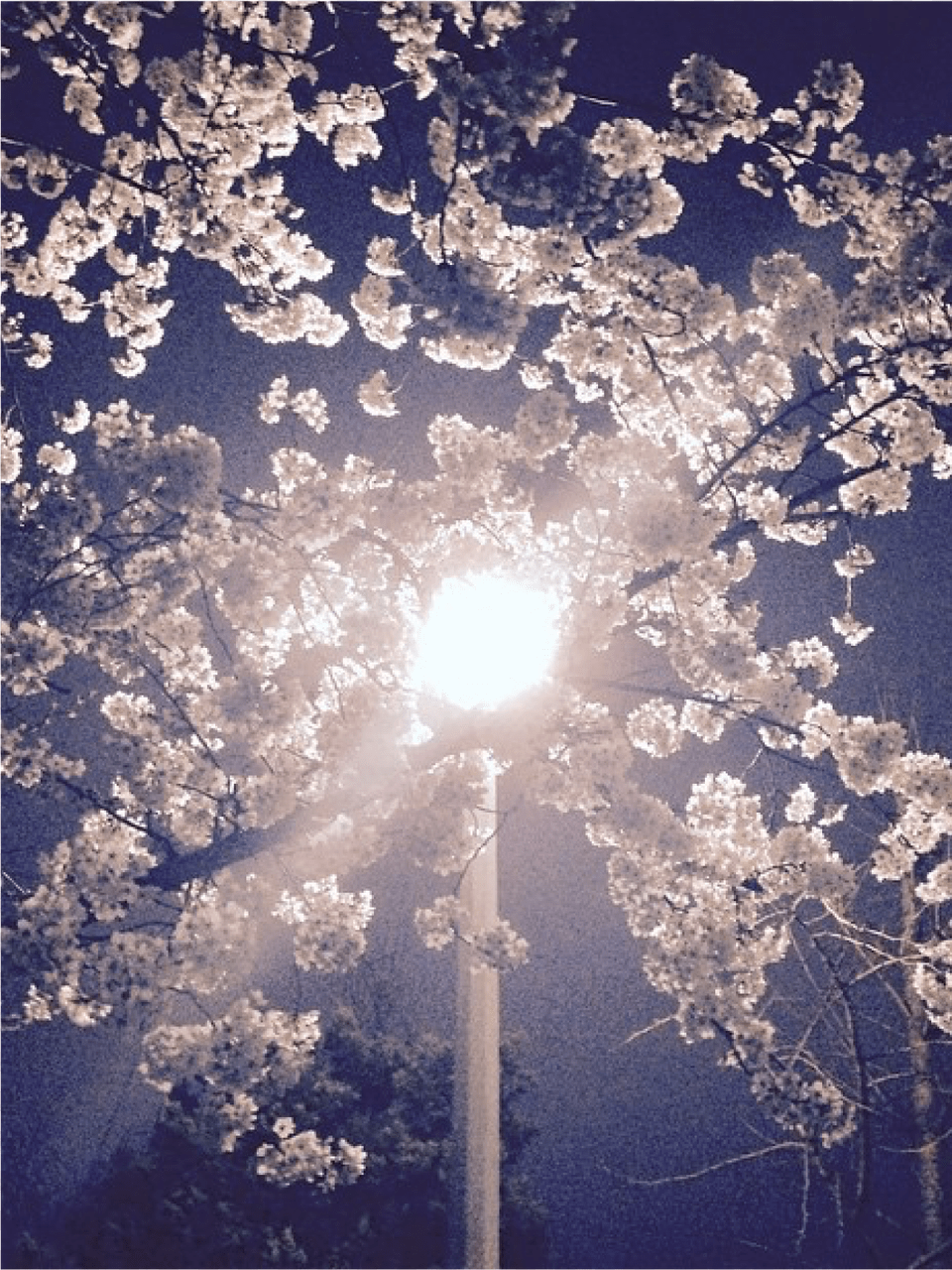 Tree, Flower, Lighting, Plant, Flare Free Png