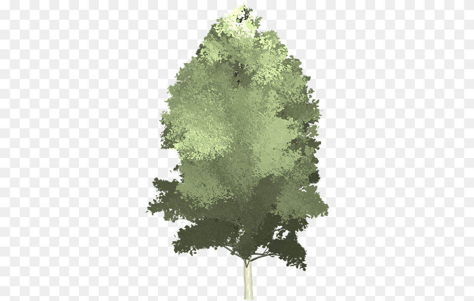 Tree, Plant, Fir, Woodland, Vegetation Free Transparent Png