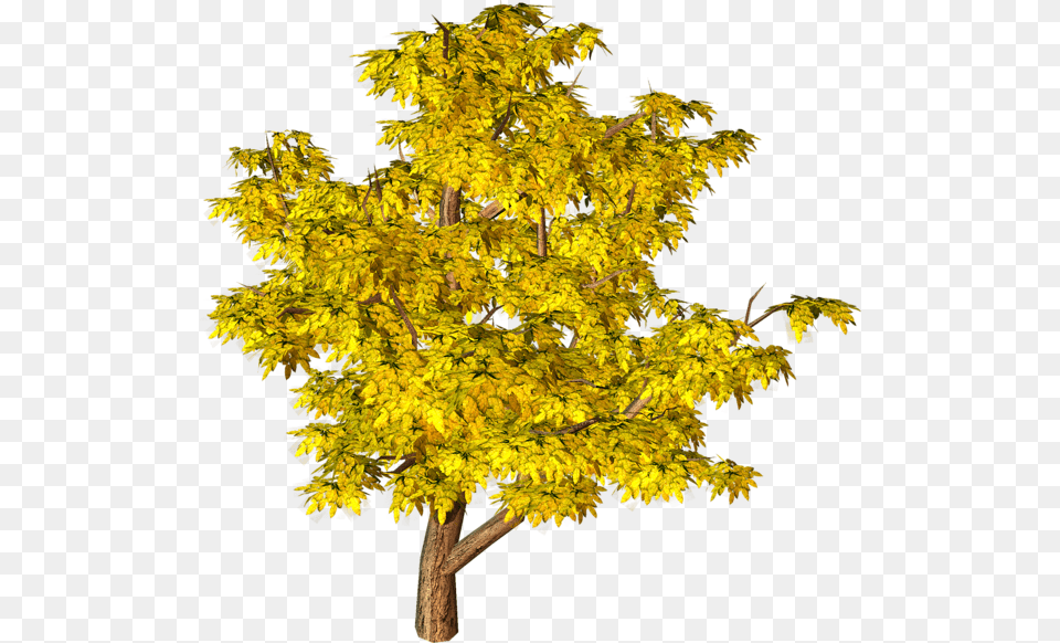 Tree, Leaf, Maple, Plant, Tree Trunk Png Image