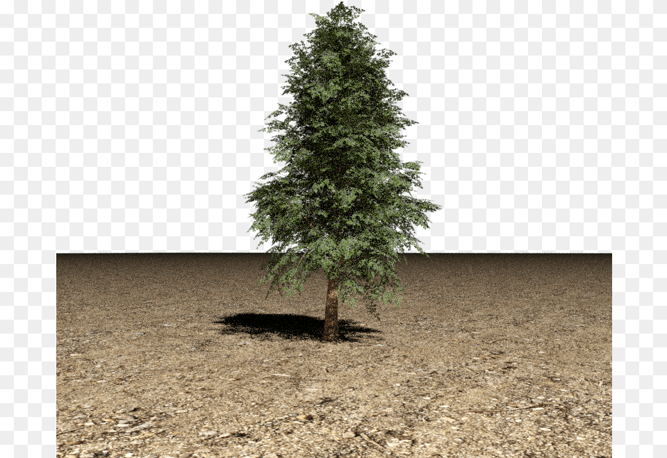 Tree 3d Model Pine Tree 3d, Fir, Plant, Conifer Free Png