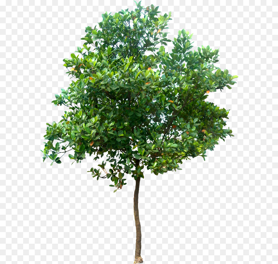 Tree, Leaf, Plant, Maple, Oak Png