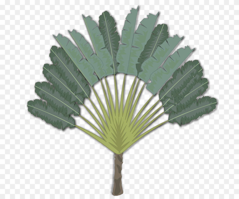 Tree, Leaf, Palm Tree, Plant Png