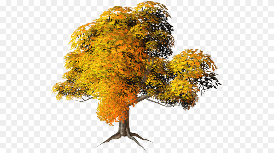 Tree, Leaf, Maple, Plant, Tree Trunk Png